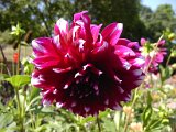 2009 Flora 075.JPG